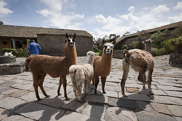 Lamas in der Hacienda San Augustin de Callo, Lama glama, Cotopaxi Nationalpark, Galapagos, Ecuador
