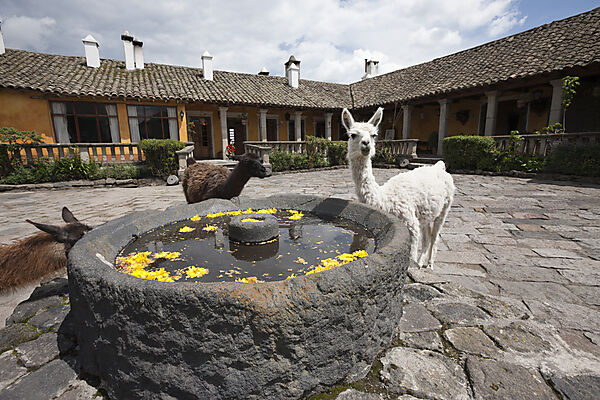 Lamas in der Hacienda San Augustin de Callo, Lama glama, Cotopaxi Nationalpark, Galapagos, Ecuador