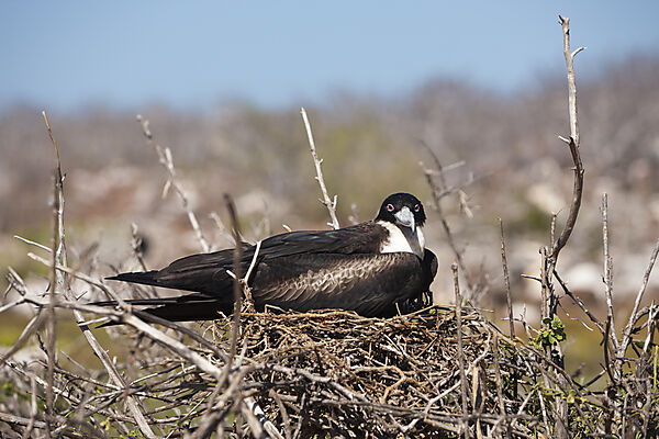 Weiblicher Fregattvogel bruetet, Fregata magnificens, North Seymour, Galapagos, Ecuador
