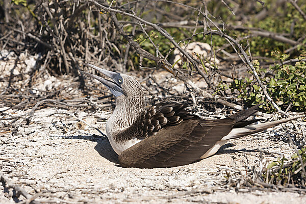 Blaufusstoelpel auf Nest, Sula nebouxii, North Seymour, Galapagos, Ecuador