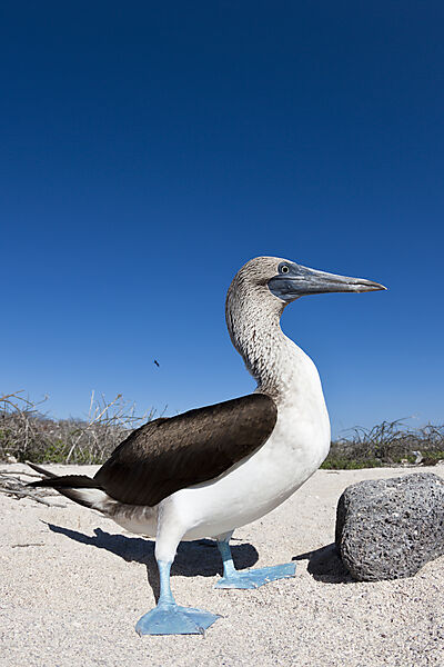 Blaufusstoelpel, Sula nebouxii, North Seymour, Galapagos, Ecuador