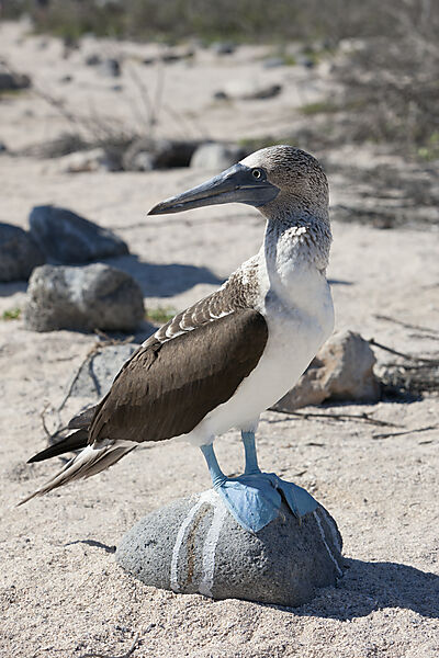 Blaufusstoelpel, Sula nebouxii, North Seymour, Galapagos, Ecuador