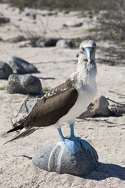 Blaufusstoelpel, Sula nebouxii, North Seymour, Galapagos, Ecuador