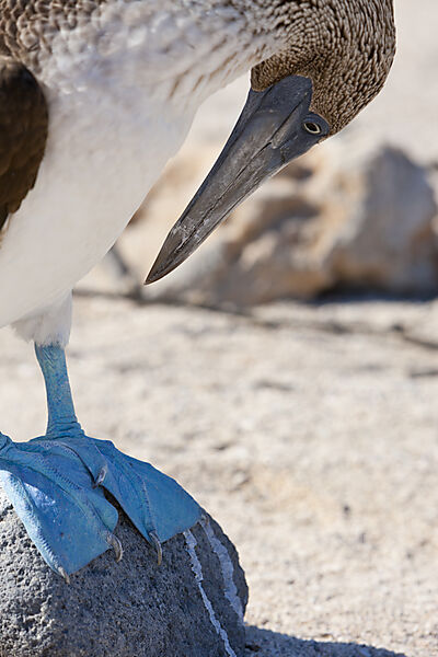 Blaufusstoelpel, Sula nebouxii, North Seymour, Galapagos, Ecuador