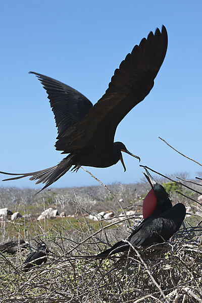 Fregattvoegel, Fregata magnificens, North Seymour, Galapagos, Ecuador