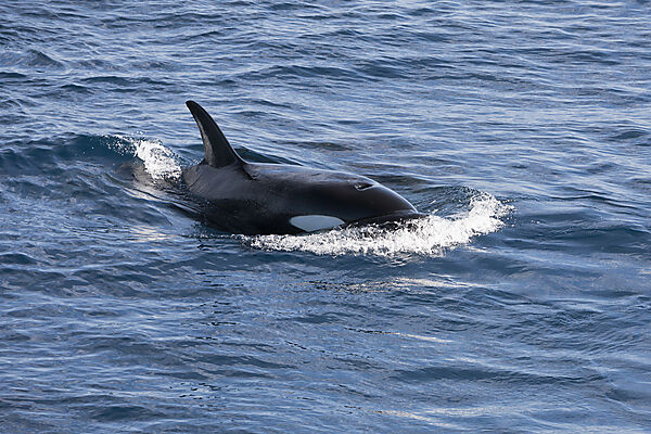 Killerwale, Orcinus orca, Isabela Island, Galapagos, Ecuador