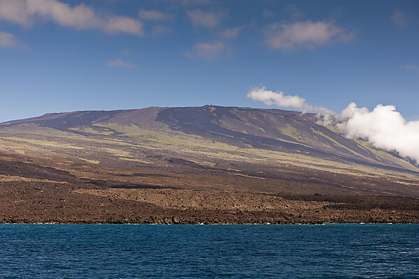 Volkan Wolf auf Isabela Island, Galapagos, Ecuador