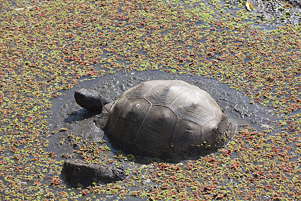Galapagos-Riesenschildkroete, Chelonoidis nigra, Santa Cruz Island, Galapagos, Ecuador