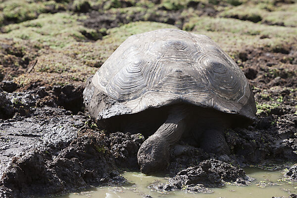 Galapagos-Riesenschildkroete, Chelonoidis nigra, Santa Cruz Island, Galapagos, Ecuador