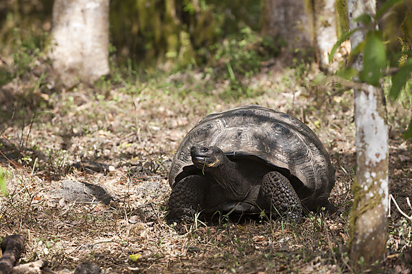 Galapagos-Riesenschildkroete, Chelonoidis nigra, Santa Cruz Island, Galapagos, Ecuador