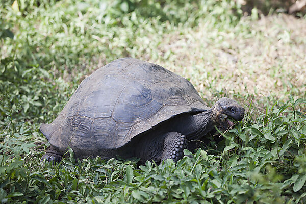 Galapagos-Riesenschildkroete, Chelonoidis nigra, Santa Cruz Island, Galapagos, Ecuador