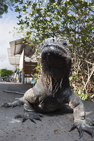Galapagos-Meerechse, Amblyrhynchus cristatus, Puerto Ayora, Santa Cruz Island, Galapagos, Ecuador