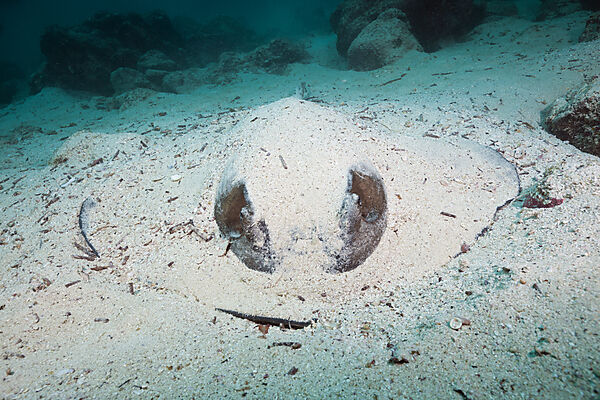Diamond Stingray, Dasyatis brevis, Baltra Island, Galapagos, Ecuador