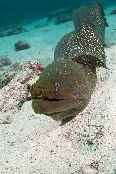Gepunktete Muraene, Gymnothorax dovii, Baltra Island, Galapagos, Ecuador
