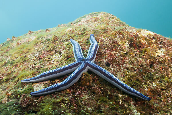 Blauer Seestern, Phataria unifascialis, Baltra Island, Galapagos, Ecuador
