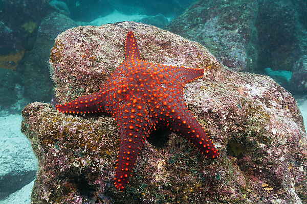 Knobby Starfish, Pentaceraster cumingi, Baltra Island, Galapagos, Ecuador
