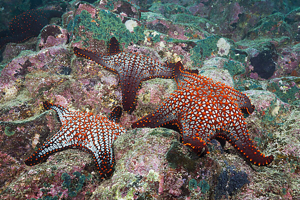 Knobby Starfish, Pentaceraster cumingi, Baltra Island, Galapagos, Ecuador