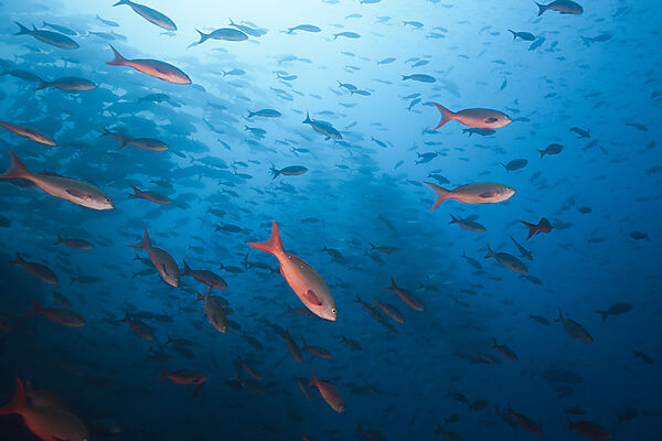 Shoal of Pacific Creolefish, Paranthias colonus, Arch, Darwin Island, Galapagos, Ecuador