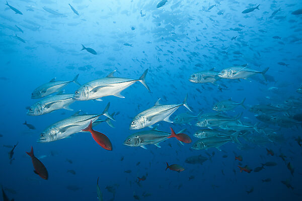 Shoal of Bigeye Trevally, Caranx sexfasciatus, Arch, Darwin Island, Galapagos, Ecuador