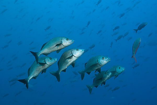 Shoal of Galapgos Grunt, Orthopristis forbesi, Arch, Darwin Island, Galapagos, Ecuador