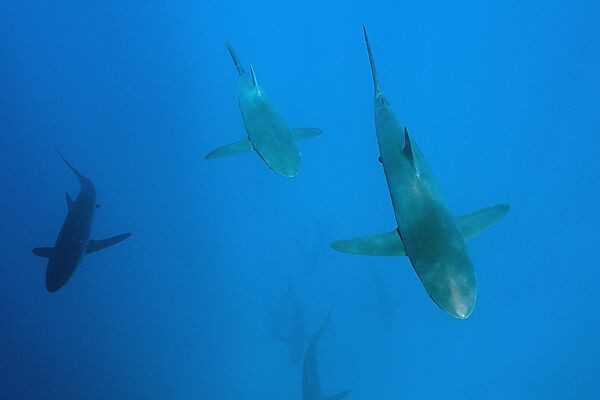 Silky Sharks, Carcharhinus falciformis, Arch, Darwin Island, Galapagos, Ecuador