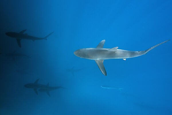 Silky Sharks, Carcharhinus falciformis, Arch, Darwin Island, Galapagos, Ecuador