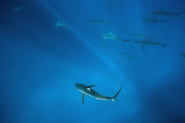 Silky Sharks, Carcharhinus falciformis, Arch, Darwin Island, Galapagos, Ecuador