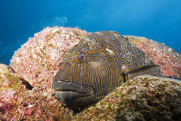 Giant Hawkfish, Cirrhitus rivulatus, Arch, Darwin Island, Galapagos, Ecuador