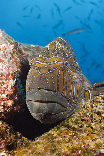 Giant Hawkfish, Cirrhitus rivulatus, Arch, Darwin Island, Galapagos, Ecuador