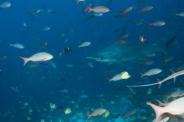 Scalloped Hammerhead Shark, Sphyrna lewini, Arch, Darwin Island, Galapagos, Ecuador