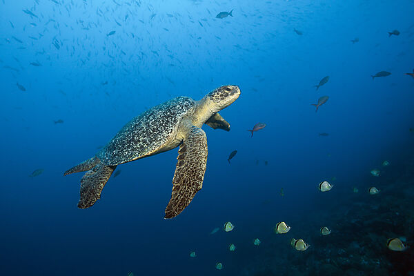 Green Sea Turtle, Chelonia mydas, Arch, Darwin Island, Galapagos, Ecuador