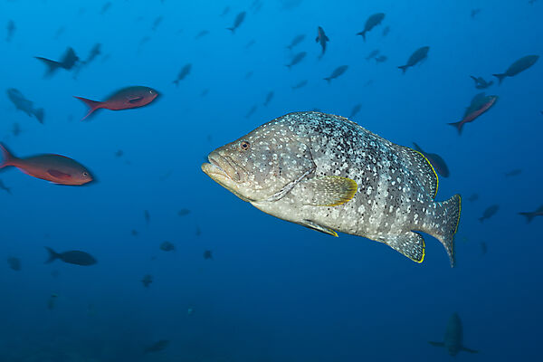 Leather Bass, Dermatolepis dermatolepis, Arch, Darwin Island, Galapagos, Ecuador