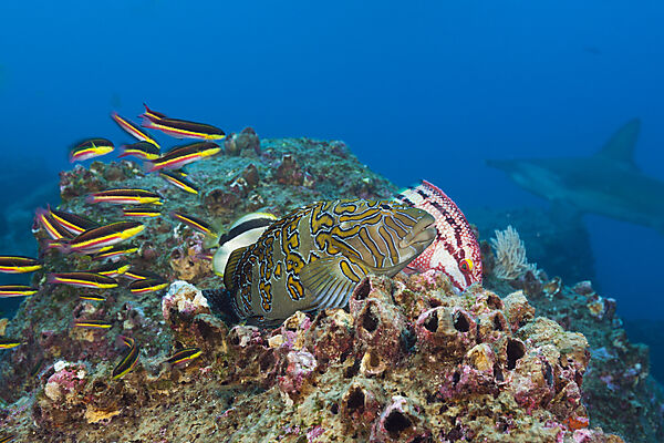 Giant Hawkfish, Cirrhitus rivulatus, Arch, Darwin Island, Galapagos, Ecuador