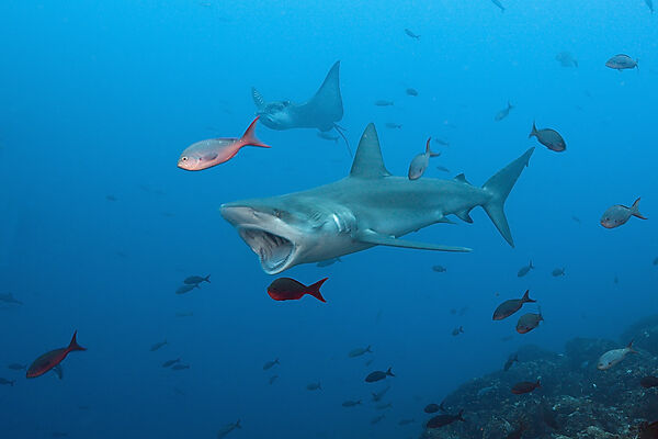 Galapagos Shark, Carcharhinus galapagensis, Wolf Island, Galapagos, Ecuador
