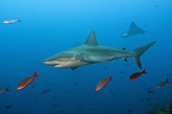 Galapagos Shark, Carcharhinus galapagensis, Wolf Island, Galapagos, Ecuador