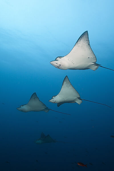 Spotted Eagle Ray, Aetobatus narinari, Wolf Island, Galapagos, Ecuador