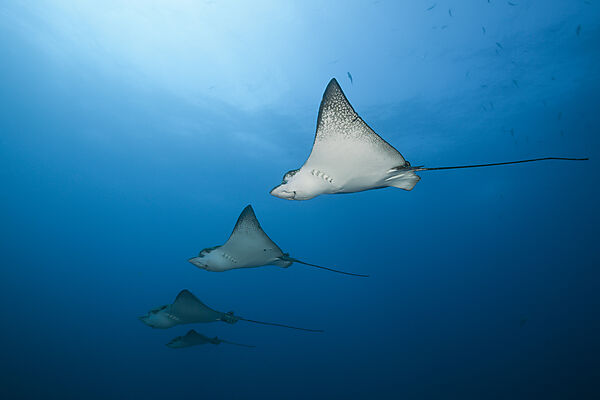 Spotted Eagle Ray, Aetobatus narinari, Wolf Island, Galapagos, Ecuador