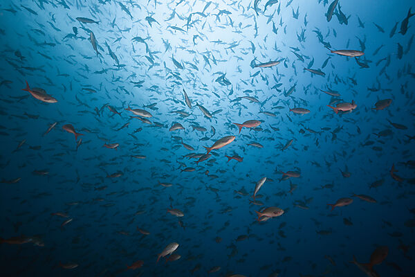 Shoal of Pacific Creolefish, Paranthias colonus, Wolf Island, Galapagos, Ecuador