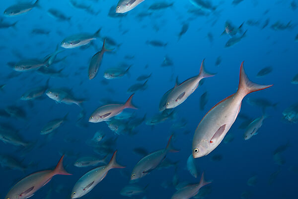 Shoal of Pacific Creolefish, Paranthias colonus, Wolf Island, Galapagos, Ecuador