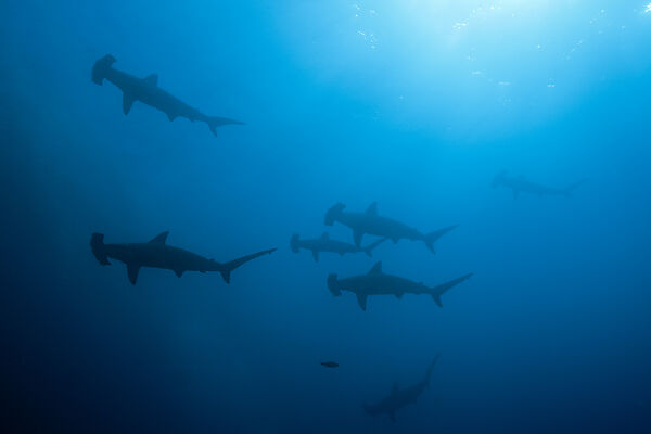 Scalloped Hammerhead Sharks, Sphyrna lewini, Wolf Island, Galapagos, Ecuador