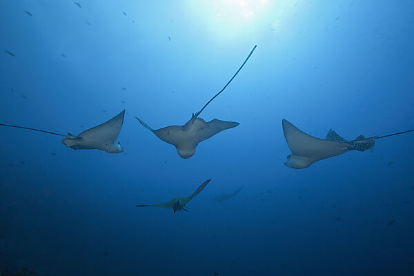 Spotted Eagle Ray, Aetobatus narinari, Wolf Island, Galapagos, Ecuador
