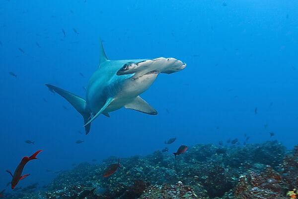 Scalloped Hammerhead Shark, Sphyrna lewini, Wolf Island, Galapagos, Ecuador