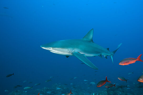 Galapagos Shark, Carcharhinus galapagensis, Wolf Island, Galapagos, Ecuador