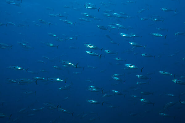 Shoal of Striped Bonito, Sarda orientalis, Wolf Island, Galapagos, Ecuador