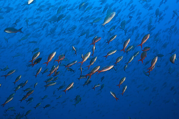 Shoal of Pacific Creolefish, Paranthias colonus, Wolf Island, Galapagos, Ecuador