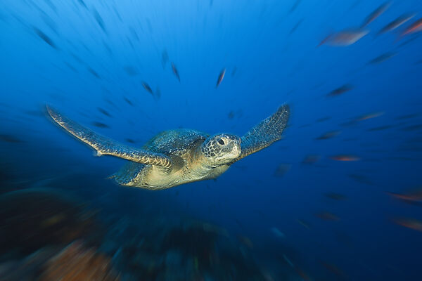 Green Sea Turtle, Chelonia mydas, Wolf Island, Galapagos, Ecuador