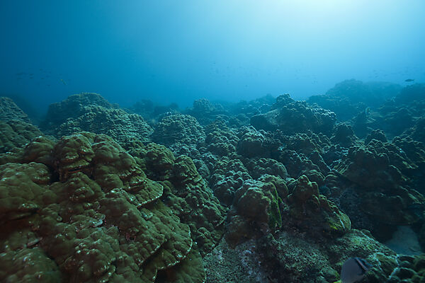 Coral Reef Wolf Island, Wolf Island, Galapagos, Ecuador