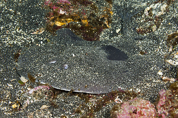 Giant Electric Ray, Narcine entemedor, Cabo Douglas, Fernandina Island, Galapagos, Ecuador