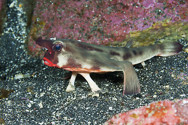 Red-lipped Batfish, Ogcocephalus darwini, Cabo Douglas, Fernandina Island, Galapagos, Ecuador