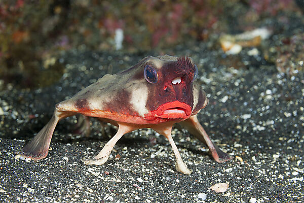 Red-lipped Batfish, Ogcocephalus darwini, Cabo Douglas, Fernandina Island, Galapagos, Ecuador